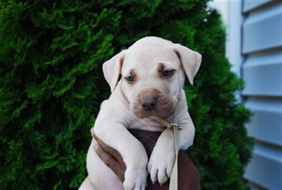 Puppies in NC